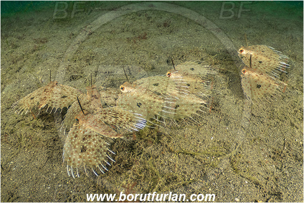 Lembeh strait, Sulawesi, Indonesia, Dactyloptena orientalis, Dactyloptena, Dactylopteridae, Oriental flying gurnard, Flying gurnard, Fish, Fish school