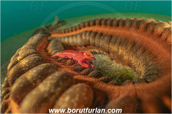 Lembeh strait, Sulawesi, Indonesia, Periclimenes imperator, Periclimenes, Palaemonidae, Decapoda, Emperor Shrimp, Shrimp, Crustacea, Crustacean, Opheodesoma spectabilis, Opheodesoma, Synaptidae, Conspicuous Sea Cucumber, Sea Cucumber, Holothuroidea, Holothurian, Echinodermata, Echinoderm