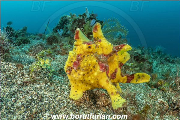 Lembeh strait, Sulawesi, Indonesia, Antennarius maculatus, Antennarius, Antennariidae, Warty frogfish, Frogfish, Fish, Reef