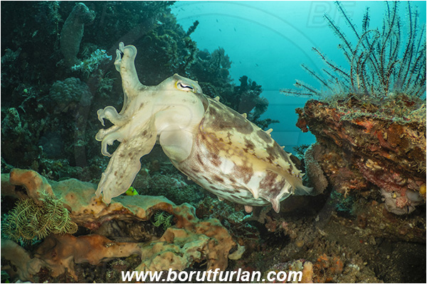 Lembeh strait, Sulawesi, Indonesia, Sepia latimanus, Sepia, Sepiidae, Cephalopoda, Mollusca, Mollusc, Broadclub Cuttlefish, Cuttlefish, Reef