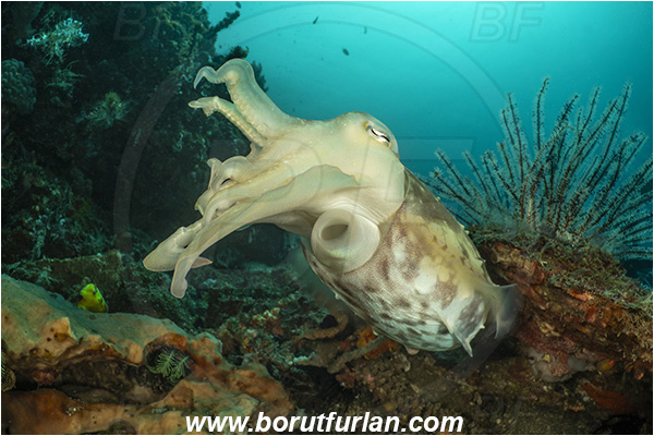Lembeh strait, Sulawesi, Indonesia, Sepia latimanus, Sepia, Sepiidae, Cephalopoda, Mollusca, Mollusc, Broadclub Cuttlefish, Cuttlefish, Reef