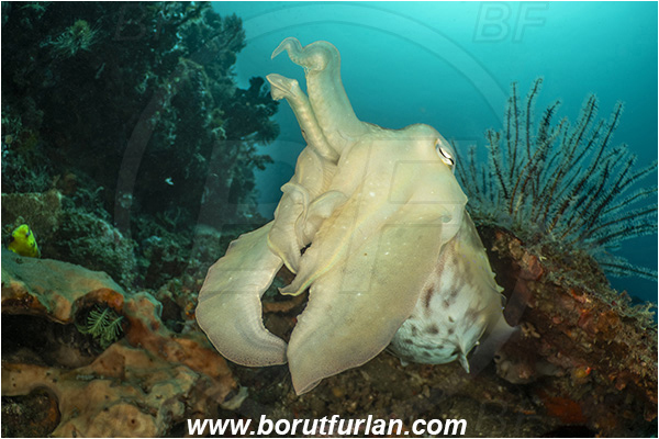 Lembeh strait, Sulawesi, Indonesia, Sepia latimanus, Sepia, Sepiidae, Cephalopoda, Mollusca, Mollusc, Broadclub Cuttlefish, Cuttlefish, Reef