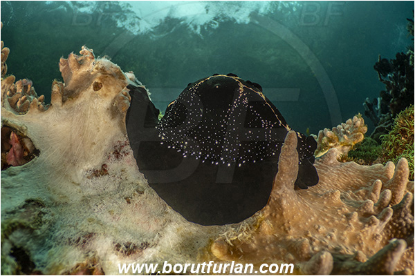 Lembeh strait, Sulawesi, Indonesia, Ovula ovum, Ovula, Ovulidae, Egg Cowry, Cowry, Sea snail, Gastropoda, Mollusca, Mollusc