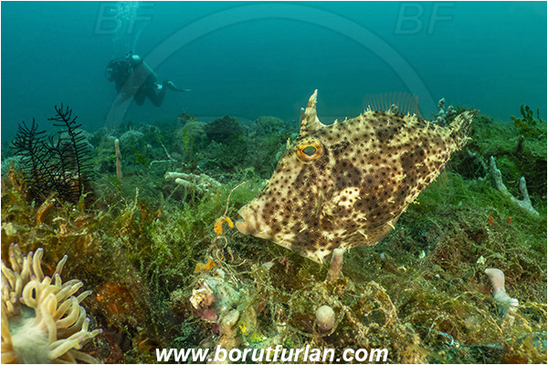 Lembeh strait, Sulawesi, Indonesia, Acreichthys tomentosus, Acreichthys, Monacanthidae, Bristle-tail filefish, Filefish, Fish, Reef, Diver