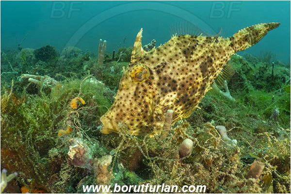 Lembeh strait, Sulawesi, Indonesia, Acreichthys tomentosus, Acreichthys, Monacanthidae, Bristle-tail filefish, Filefish, Fish, Reef