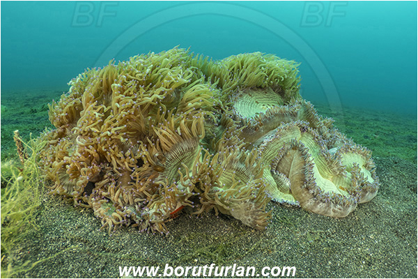 Lembeh strait, Sulawesi, Indonesia, Heteractis malu, Heteractis, Heteractidae, Malu anemone, Anemone, Anthozoa, Cnidaria, Cnidarian