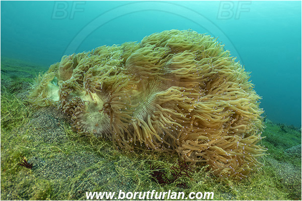 Lembeh strait, Sulawesi, Indonesia, Heteractis malu, Heteractis, Heteractidae, Malu anemone, Anemone, Anthozoa, Cnidaria, Cnidarian