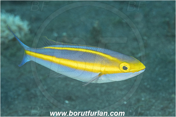 Lembeh strait, Sulawesi, Indonesia, Pentapodus caninus, Pentapodus, Nemipteridae, Small-toothed whiptail, Whiptail, Fish