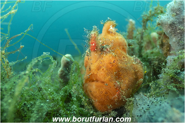 Lembeh strait, Sulawesi, Indonesia, Antennarius pictus, Antennarius, Antennariidae, Painted frogfish, Frogfish, Fish, Portrait