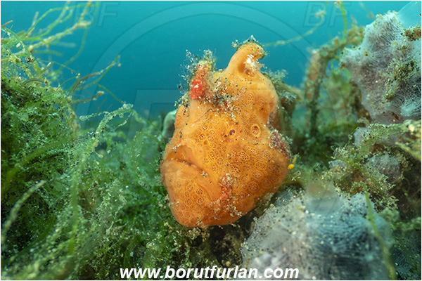 Lembeh strait, Sulawesi, Indonesia, Antennarius pictus, Antennarius, Antennariidae, Painted frogfish, Frogfish, Fish, Portrait