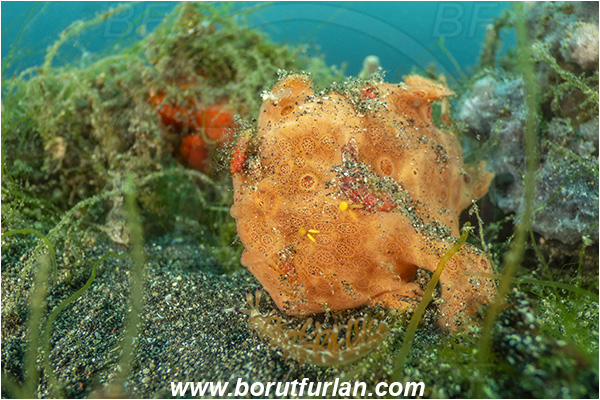 Lembeh strait, Sulawesi, Indonesia, Antennarius pictus, Antennarius, Antennariidae, Painted frogfish, Frogfish, Fish