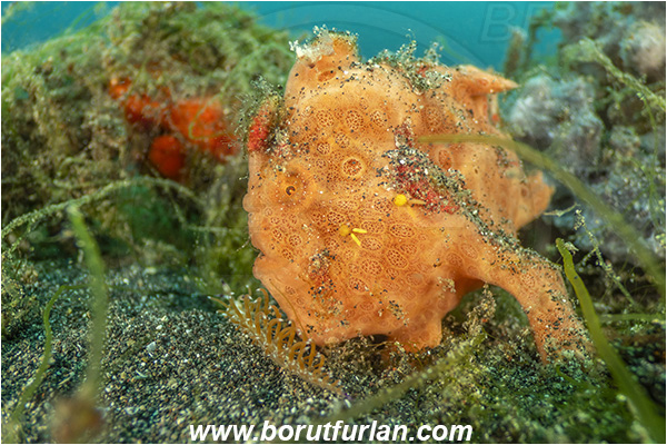 Lembeh strait, Sulawesi, Indonesia, Antennarius pictus, Antennarius, Antennariidae, Painted frogfish, Frogfish, Fish