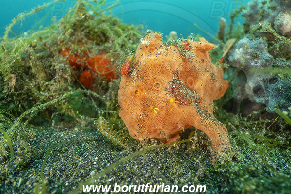 Lembeh strait, Sulawesi, Indonesia, Antennarius pictus, Antennarius, Antennariidae, Painted frogfish, Frogfish, Fish