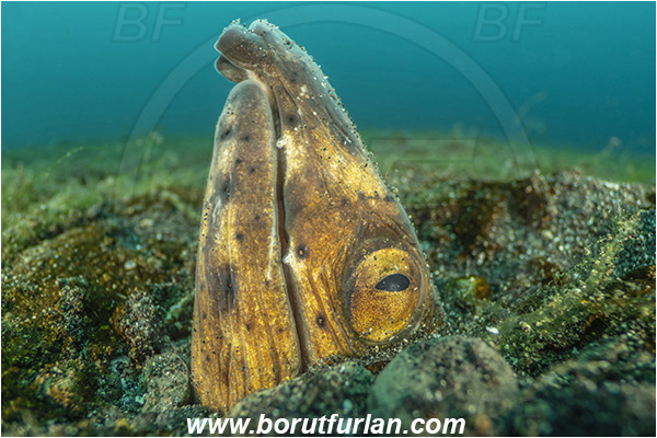 Lembeh strait, Sulawesi, Indonesia, Pisodonophis cancrivorus, Pisodonophis, Ophichthidae, Longfin snake-eel, Snake-eel, Fish, Portrait
