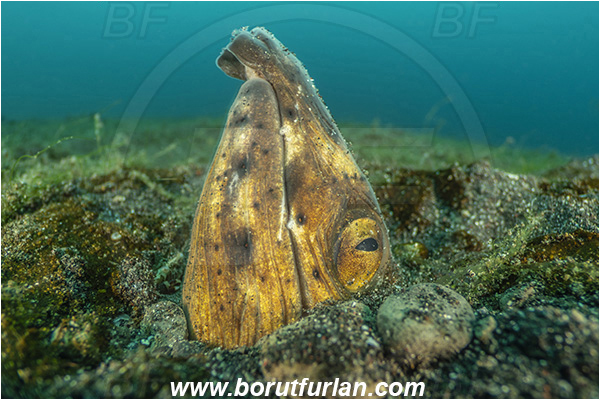 Lembeh strait, Sulawesi, Indonesia, Pisodonophis cancrivorus, Pisodonophis, Ophichthidae, Longfin snake-eel, Snake-eel, Fish, Portrait