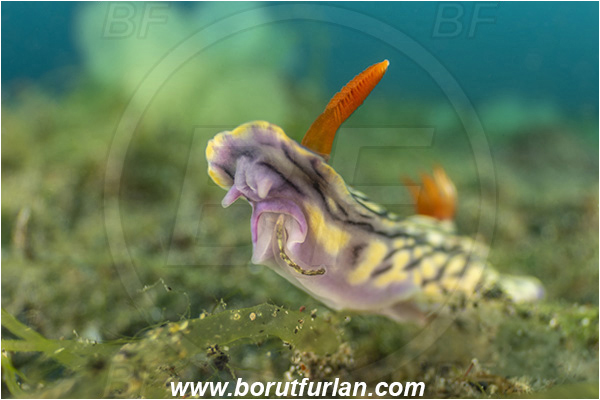 Lembeh strait, Sulawesi, Indonesia, Hypselodoris nigrostriata, Hypselodoris, Chromodorididae, Black-linned nudribranch, Nudibranch, Sea slug, Gastropoda, Mollusca, Mollusc