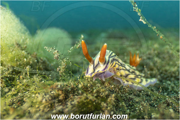 Lembeh strait, Sulawesi, Indonesia, Hypselodoris nigrostriata, Hypselodoris, Chromodorididae, Black-linned nudribranch, Nudibranch, Sea slug, Gastropoda, Mollusca, Mollusc