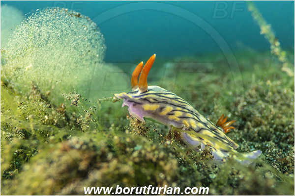 Lembeh strait, Sulawesi, Indonesia, Hypselodoris nigrostriata, Hypselodoris, Chromodorididae, Black-linned nudribranch, Nudibranch, Sea slug, Gastropoda, Mollusca, Mollusc