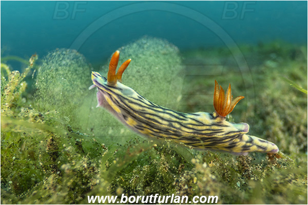 Lembeh strait, Sulawesi, Indonesia, Hypselodoris nigrostriata, Hypselodoris, Chromodorididae, Black-linned nudribranch, Nudibranch, Sea slug, Gastropoda, Mollusca, Mollusc