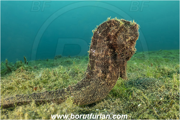 Lembeh strait, Sulawesi, Indonesia, Hippocampus kuda, Hippocampus, Syngnathidae, Common seahorse, Yellow seahorse, Spotted seahorse, Seahorse, Fish