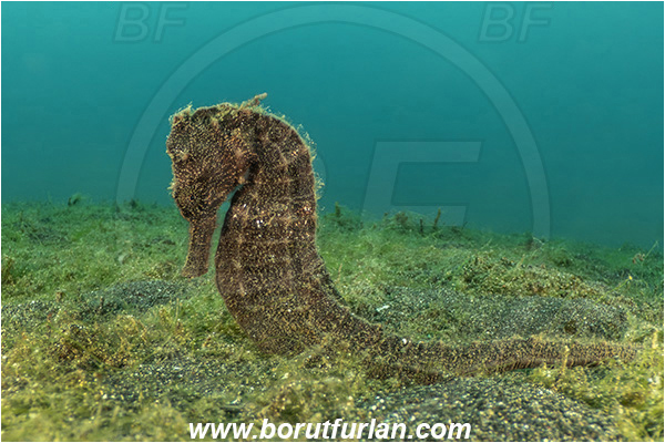 Lembeh strait, Sulawesi, Indonesia, Hippocampus kuda, Hippocampus, Syngnathidae, Common seahorse, Yellow seahorse, Spotted seahorse, Seahorse, Fish