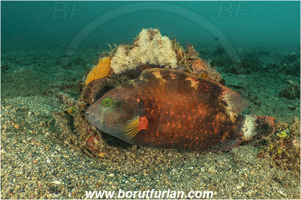 Lembeh strait, Sulawesi, Indonesia, Cheilinus fasciatus, Cheilinus, Labridae, Redbreasted wrasse, Wrasse, Fish