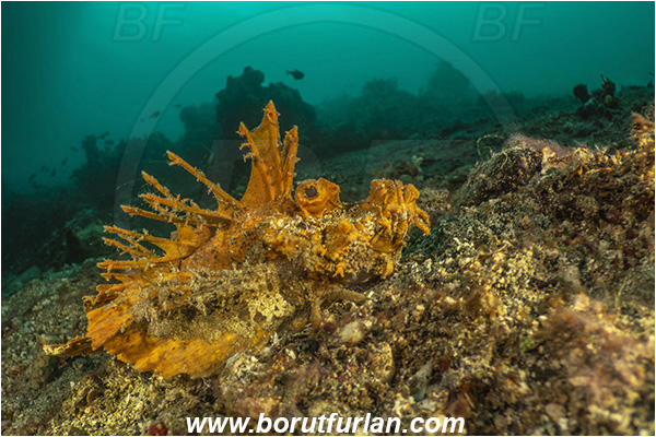 Lembeh strait, Sulawesi, Indonesia, Inimicus didactylus, Inimicus, Synanceiidae, Demon Stinger, Bearded ghoul, Longsnout Stingerfish, Scorpionfish, Fish