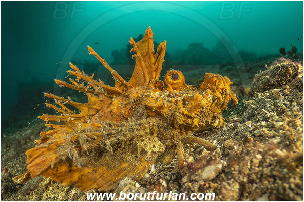 Lembeh strait, Sulawesi, Indonesia, Inimicus didactylus, Inimicus, Synanceiidae, Demon Stinger, Bearded ghoul, Longsnout Stingerfish, Scorpionfish, Fish