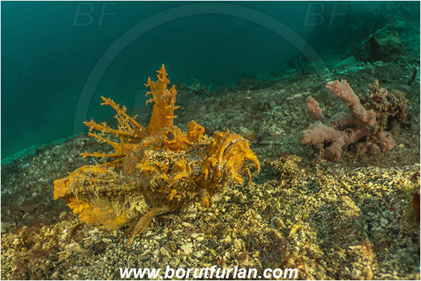 Lembeh strait, Sulawesi, Indonesia, Inimicus didactylus, Inimicus, Synanceiidae, Demon Stinger, Bearded ghoul, Longsnout Stingerfish, Scorpionfish, Fish