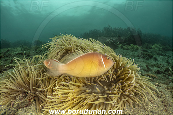 Lembeh strait, Sulawesi, Indonesia, Amphiprion perideraion, Amphiprion, Pink Anemonefish, Anemonefish, Clownfish, Fish, Pomacentridae, Reef