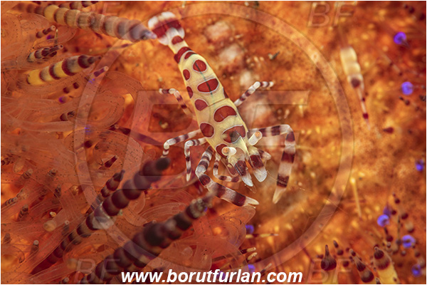 Lembeh strait, Sulawesi, Indonesia, Periclimenes colemani, Periclimenes, Palaemonidae, Decapoda, Coleman