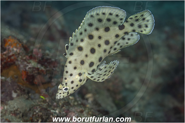 Lembeh strait, Sulawesi, Indonesia, Cromileptes altivelis, Cromileptes, Serranidae, Humpback grouper, Barramundi cod, Grouper, Fish