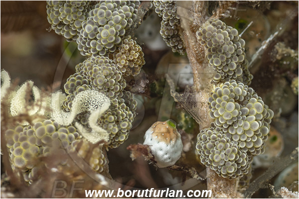 Lembeh strait, Sulawesi, Indonesia, Doto ussi, Doto, Dotidae, Dendronotid nudibranchh, Nudibranch, Sea slug, Gastropoda, Mollusca, Mollusc, Eggs
