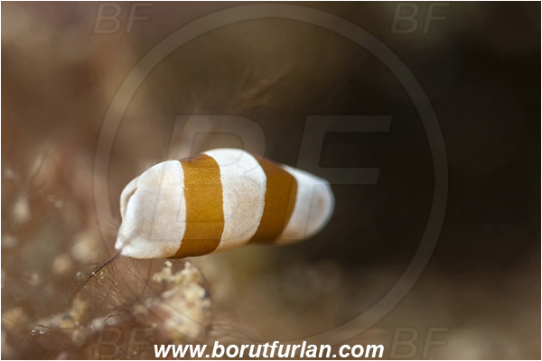 Lembeh strait, Sulawesi, Indonesia, Amphiscolops sp., Amphiscolops, Convolutidae, Acoela Flatworm, Flatworm, Acoelomorpha