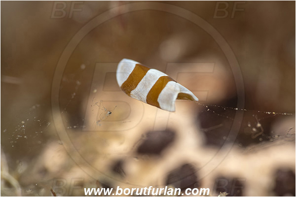 Lembeh strait, Sulawesi, Indonesia, Amphiscolops sp., Amphiscolops, Convolutidae, Acoela Flatworm, Flatworm, Acoelomorpha