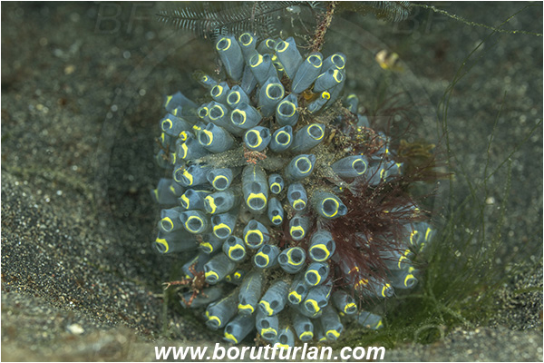 Lembeh strait, Sulawesi, Indonesia, Clavelina sp., Clavelina, Clavelinidae, Colony of Tunicates, Ascidiacea, Tunicata, Tunicate