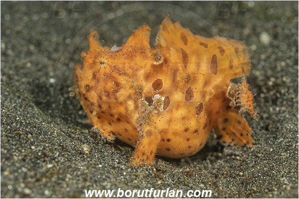 Lembeh strait, Sulawesi, Indonesia, Antennarius pictus, Antennarius, Antennariidae, Painted frogfish, Frogfish, Fish