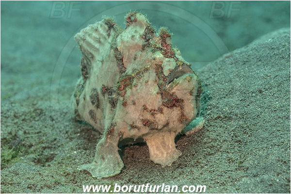 Lembeh strait, Sulawesi, Indonesia, Antennarius commerson, Antennarius, Commerson