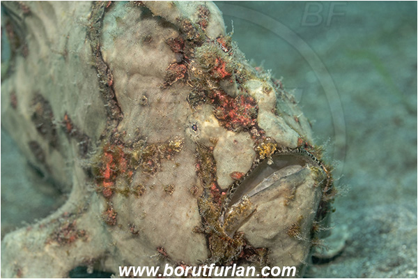 Lembeh strait, Sulawesi, Indonesia, Antennarius commerson, Antennarius, Commerson