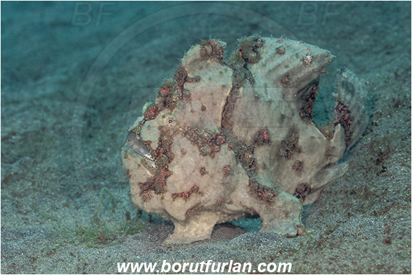 Lembeh strait, Sulawesi, Indonesia, Antennarius commerson, Antennarius, Commerson