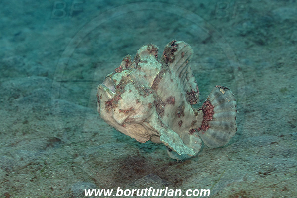 Lembeh strait, Sulawesi, Indonesia, Antennarius commerson, Antennarius, Commerson