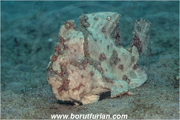 Lembeh strait, Sulawesi, Indonesia, Antennarius commerson, Antennarius, Commerson