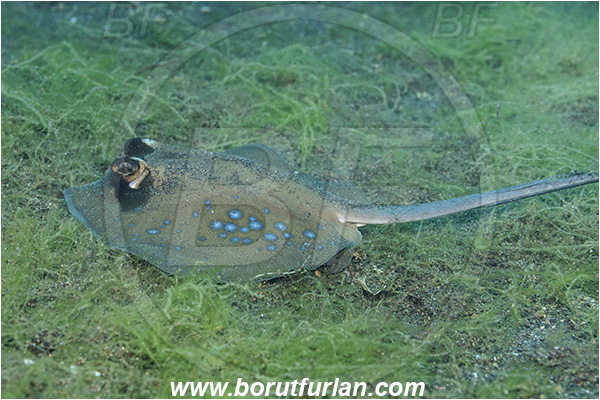 Lembeh strait, Sulawesi, Indonesia, Neotrygon kuhlii, Neotrygon, Dasyatidae, Elasmobranchii, Bluespotted stingray, Stingray, Fish