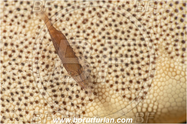Lembeh strait, Sulawesi, Indonesia, Periclimenes soror, Periclimenes, Palaemonidae, Decapoda, Sea Star Shrimp, Shrimp, Crustacea, Crustacean