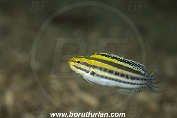 Lembeh strait, Sulawesi, Indonesia, Meiacanthus grammistes, Meiacanthus, Blenniidae, Striped Blenny, Blenny, Fish, Striped poison-fang blenny