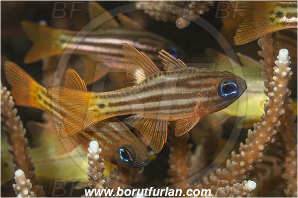 Lembeh strait, Sulawesi, Indonesia, Ostorhinchus compressus, Ostorhinchus, Ochre-striped cardinalfish, Cardinalfish, Fish, Apogonidae