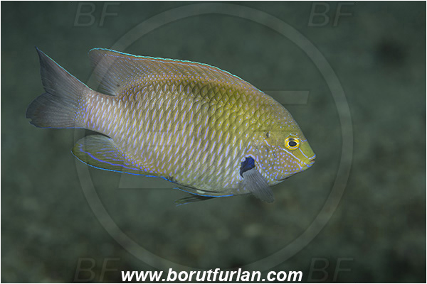 Lembeh strait, Sulawesi, Indonesia, Pomacentrus amboinensis, Pomacentrus, Ambon damsel, Damselfish, Fish, Pomacentridae