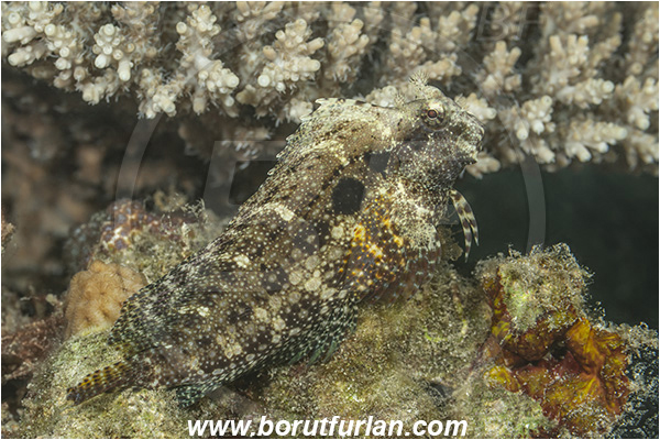 Lembeh strait, Sulawesi, Indonesia, Salarias ceramensis, Salarias, Blenniidae, Seram blenny, Blenny, Fish