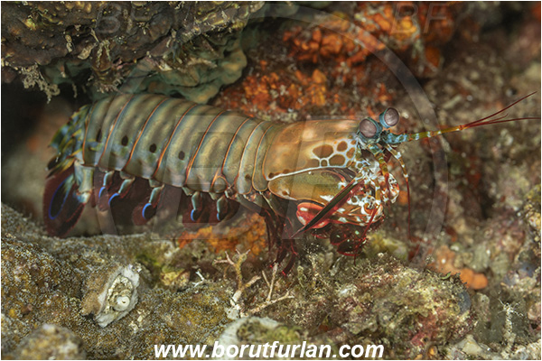 Lembeh strait, Sulawesi, Indonesia, Odontodactylus scyllarus, Odontodactylus, Odontodactylidae, Crustacea, Crustacean, Stomatopoda, Stomatopod, Mantis Shrimp
