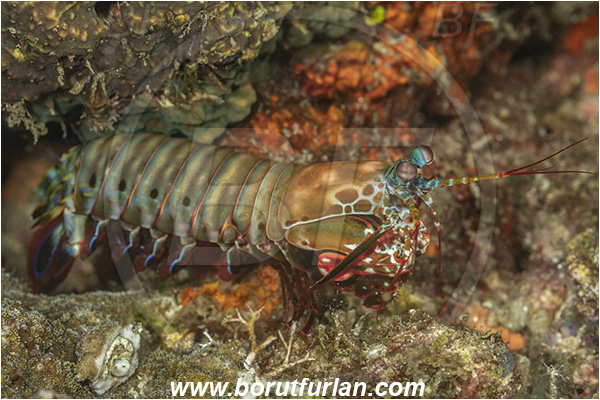 Lembeh strait, Sulawesi, Indonesia, Odontodactylus scyllarus, Odontodactylus, Odontodactylidae, Crustacea, Crustacean, Stomatopoda, Stomatopod, Mantis Shrimp
